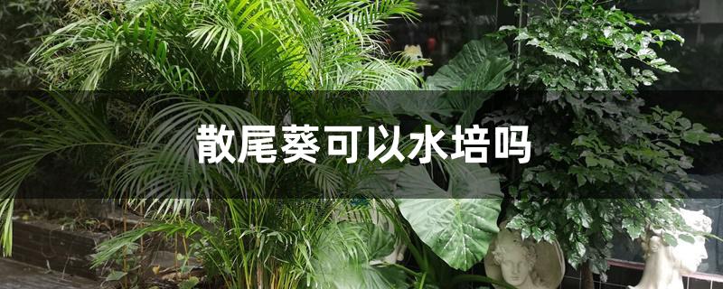 散尾葵可以水培吗 散尾葵可以水培吗