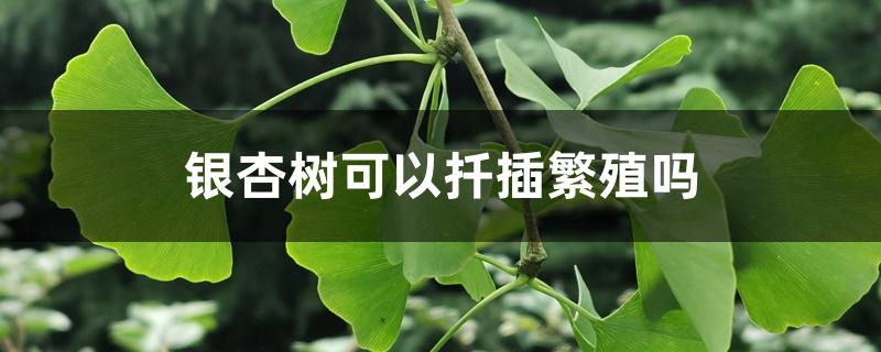 银杏树可以扦插繁殖吗 银杏树可以扦插繁殖吗