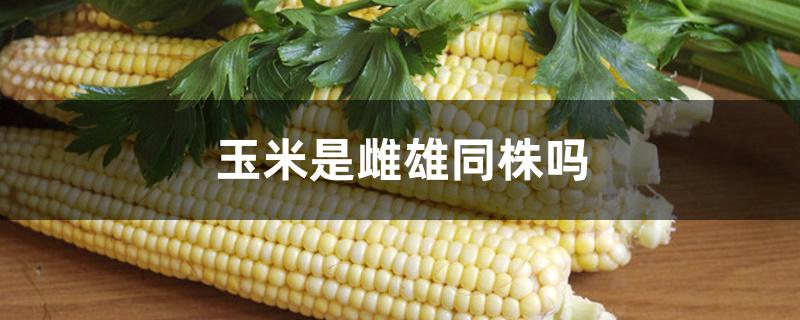 玉米是雌雄同株吗 玉米是雌雄同株吗