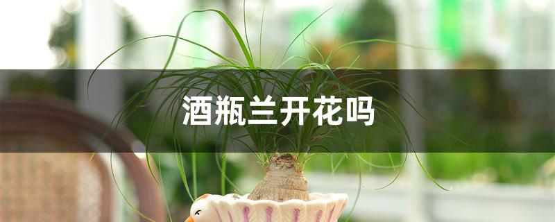 酒瓶兰开花吗 酒瓶兰开花吗