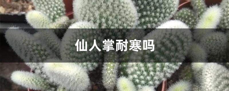 仙人掌耐寒吗 仙人掌耐寒吗