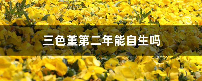三色堇第二年能自生吗 三色堇第二年能自生吗
