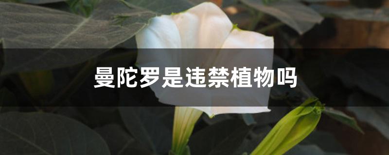 曼陀罗是违禁植物吗 曼陀罗是违禁植物吗