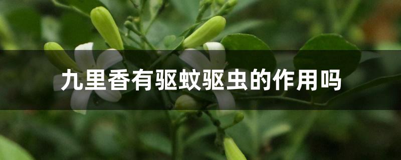 九里香有驱蚊驱虫的作用吗 九里香有驱蚊驱虫的作用吗