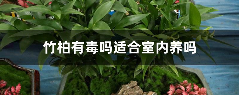 竹柏有毒吗适合室内养吗 竹柏有毒吗适合室内养吗