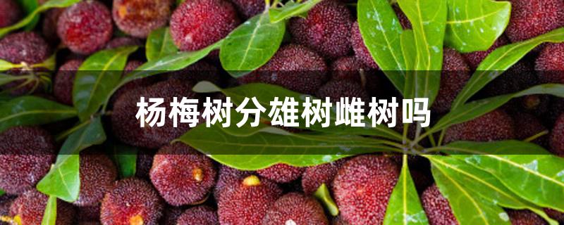 杨梅树分雄树雌树吗 杨梅树分雄树雌树吗