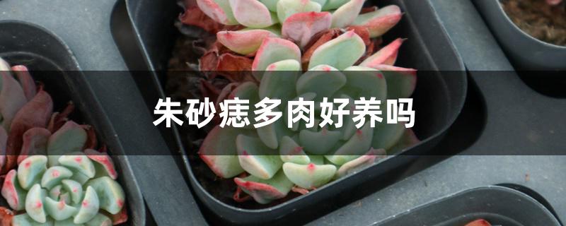 朱砂痣多肉好养吗 朱砂痣多肉好养吗