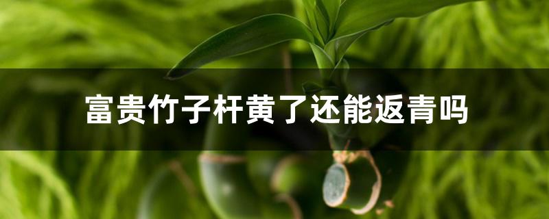 富贵竹子杆黄了还能返青吗 富贵竹子杆黄了还能返青吗