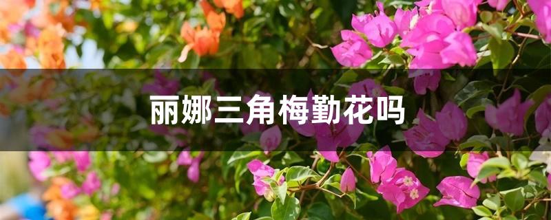 丽娜三角梅勤花吗 丽娜三角梅勤花吗