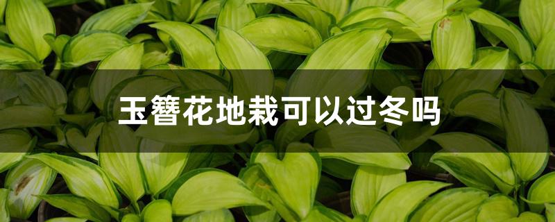 玉簪花地栽可以过冬吗 玉簪花地栽可以过冬吗
