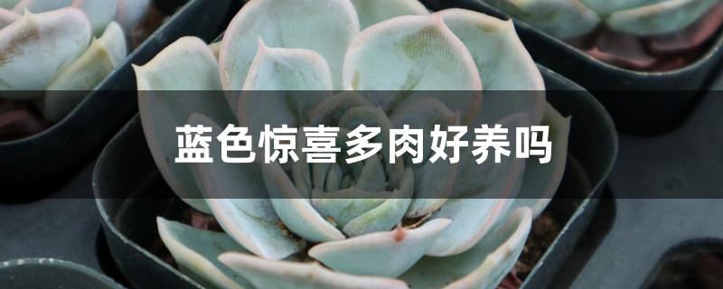 蓝色惊喜多肉好养吗 蓝色惊喜多肉好养吗
