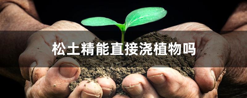 松土精能直接浇植物吗 松土精能直接浇植物吗