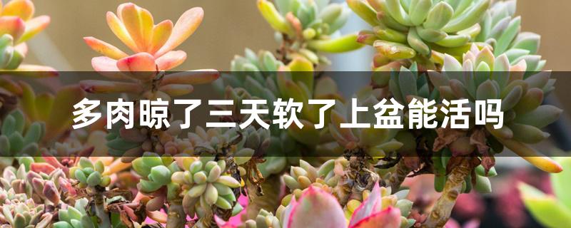 多肉晾了三天软了上盆能活吗 多肉晾了三天软了上盆能活吗