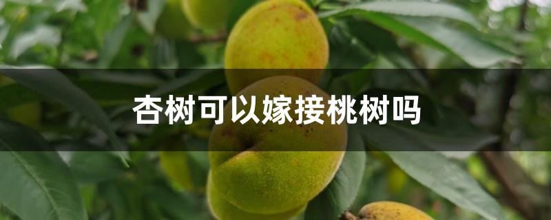 杏树可以嫁接桃树吗 杏树可以嫁接桃树吗