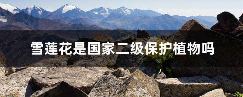 雪莲花是国家二级保护植物吗 雪莲花是国家二级保护植物吗