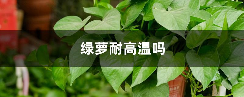 绿萝耐高温吗 绿萝耐高温吗