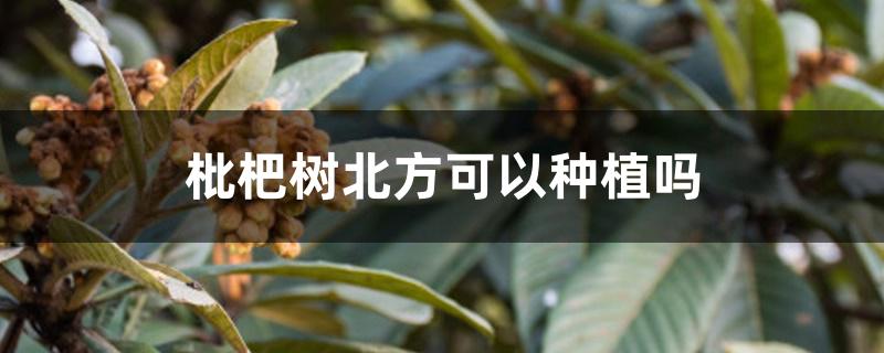 枇杷树北方可以种植吗 枇杷树北方可以种植吗
