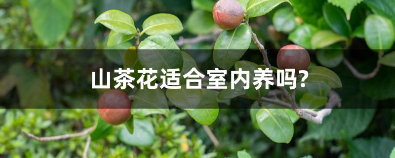 山茶花适合室内养吗? 山茶花适合室内养吗?