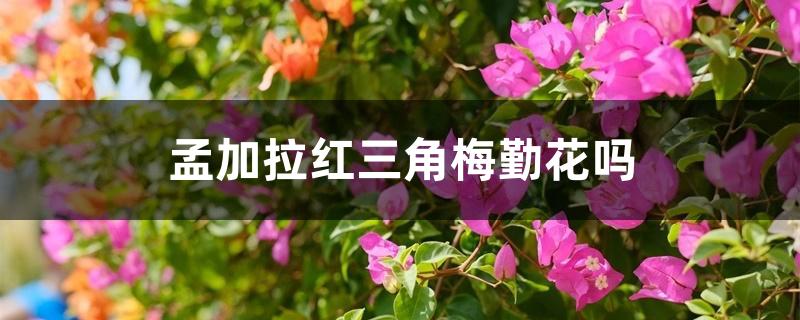 孟加拉红三角梅勤花吗 孟加拉红三角梅勤花吗