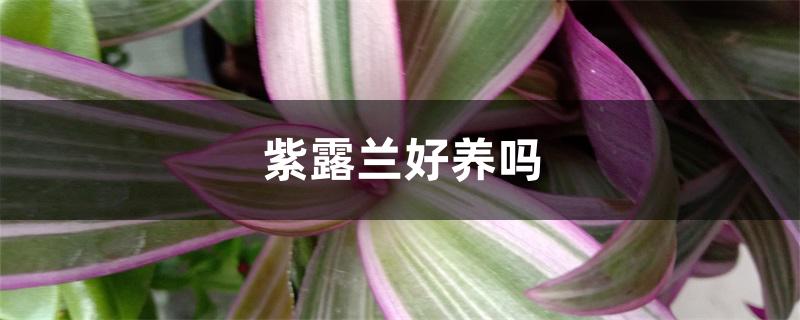 紫露兰好养吗