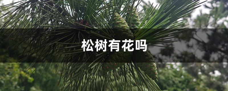 松树有花吗 松树有花吗