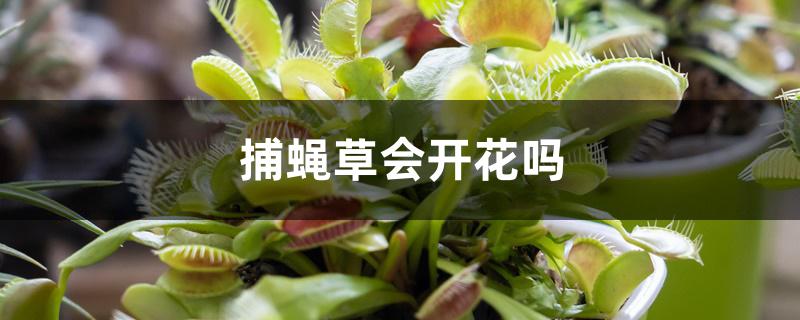 捕蝇草会开花吗 捕蝇草会开花吗