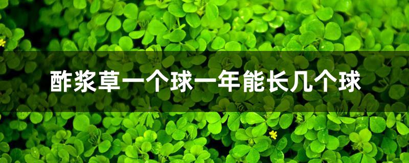 酢浆草一个球一年能长几个球 酢浆草一个球一年能长几个球