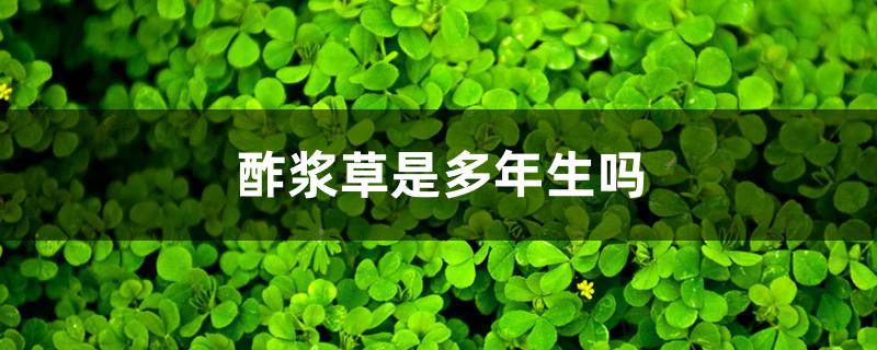 酢浆草是多年生吗 酢浆草是多年生吗