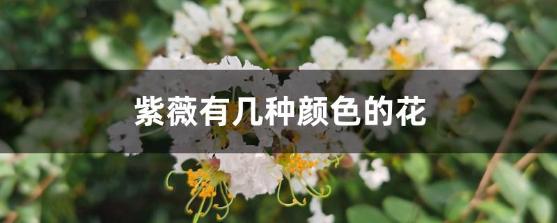 紫薇有几种颜色的花 紫薇有几种颜色的花