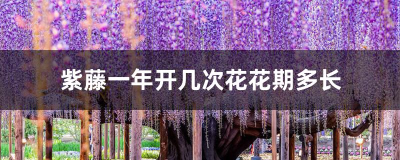 紫藤一年开几次花花期多长