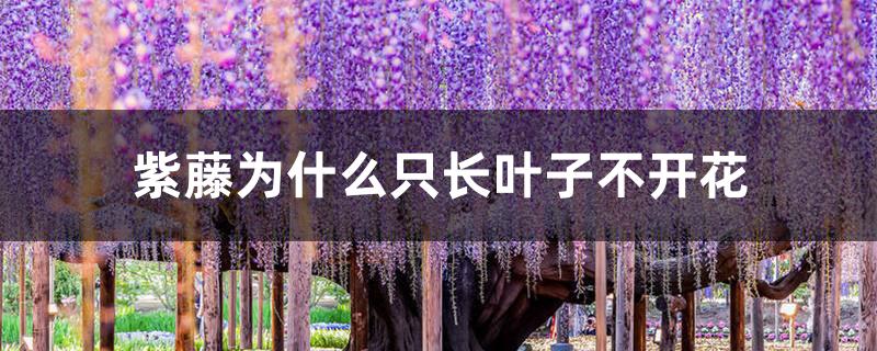紫藤为什么只长叶子不开花 紫藤为什么只长叶子不开花