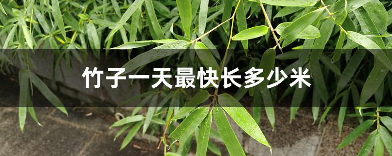 竹子一天最快长多少米 竹子一天最快长多少米