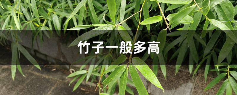 竹子一般多高 竹子一般多高