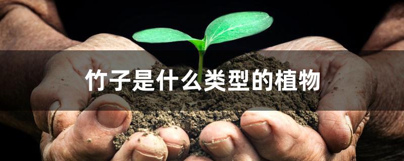 竹子是什么类型的植物 竹子是什么类型的植物
