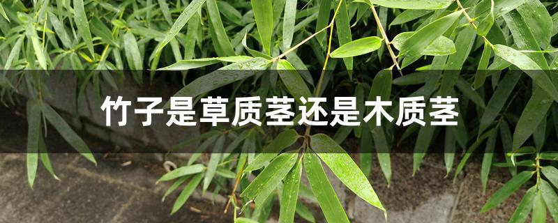 竹子是草质茎还是木质茎 竹子是草质茎还是木质茎
