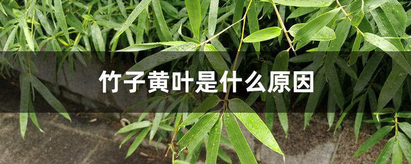 竹子黄叶是什么原因 竹子黄叶是什么原因