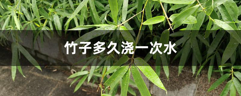 竹子多久浇一次水