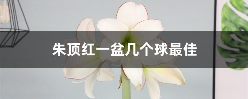 朱顶红一盆几个球最佳 朱顶红一盆几个球最佳