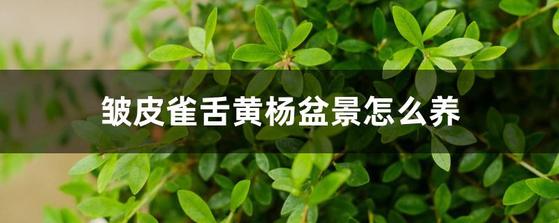 皱皮雀舌黄杨盆景怎么养 皱皮雀舌黄杨盆景怎么养