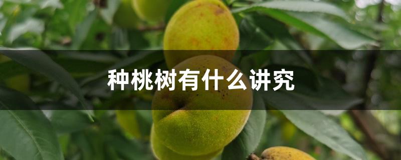 种桃树有什么讲究 种桃树有什么讲究