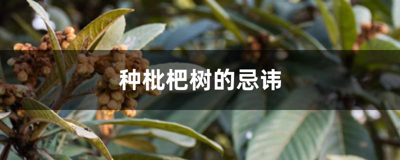种枇杷树的忌讳 种枇杷树的忌讳