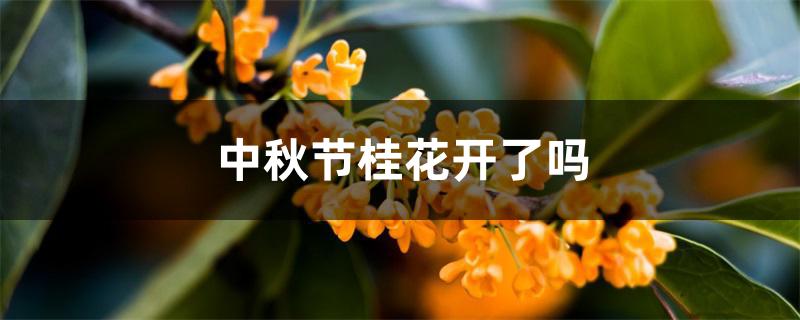 中秋节桂花开了吗 中秋节桂花开了吗