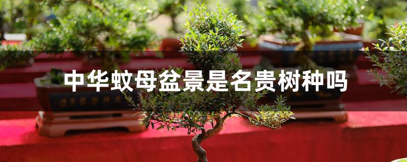 中华蚊母盆景是名贵树种吗 中华蚊母盆景是名贵树种吗