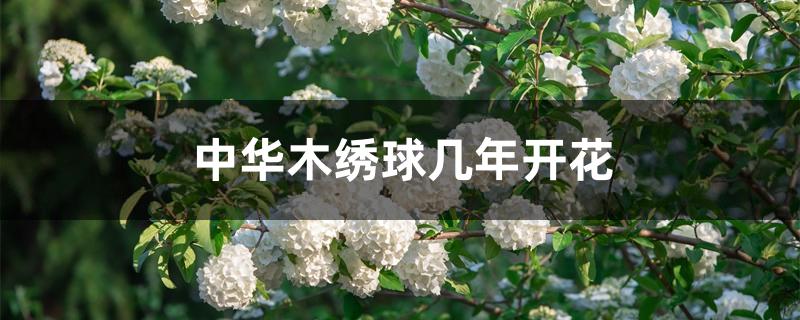 中华木绣球几年开花 中华木绣球几年开花