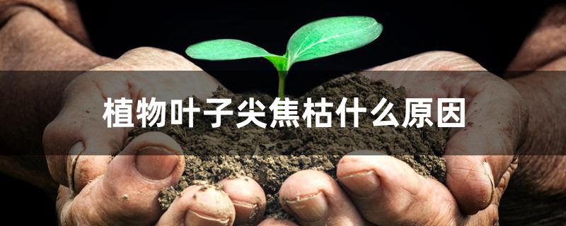 植物叶子尖焦枯什么原因 植物叶子尖焦枯什么原因