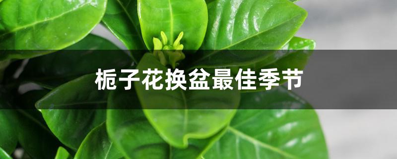 栀子花换盆最佳季节 栀子花换盆最佳季节