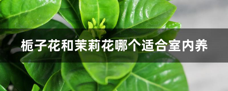 栀子花和茉莉花哪个适合室内养 栀子花和茉莉花哪个适合室内养