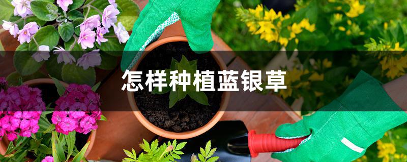 怎样种植蓝银草 怎样种植蓝银草