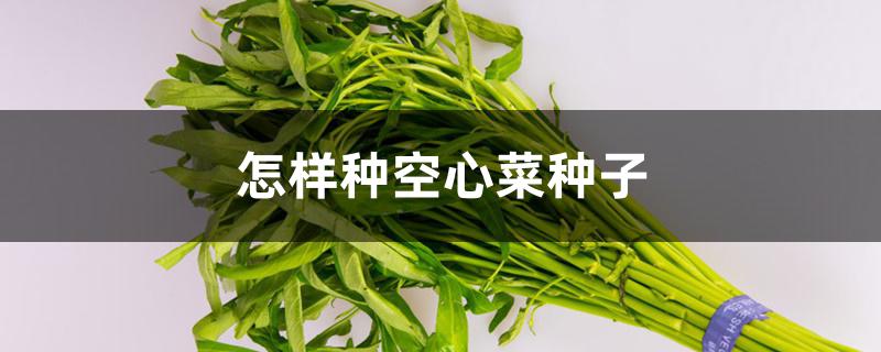 怎样种空心菜种子 怎样种空心菜种子