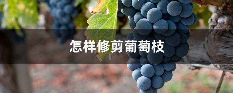 怎样修剪葡萄枝 怎样修剪葡萄枝